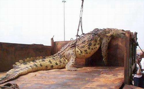  Гигантский пятиметровый крокодил-людоед, весом в 1000кг, был схвачен в Уганде (фото) - фото 3