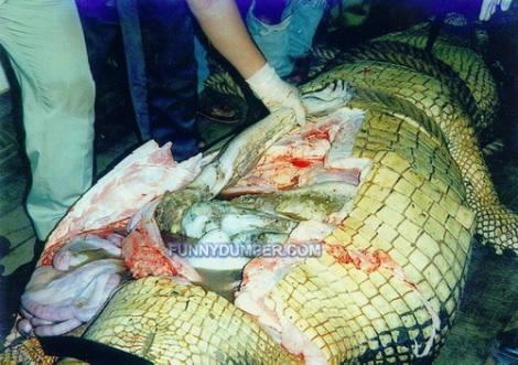 Гигантский пятиметровый крокодил-людоед, весом в 1000кг, был схвачен в Уганде (фото) - фото 6