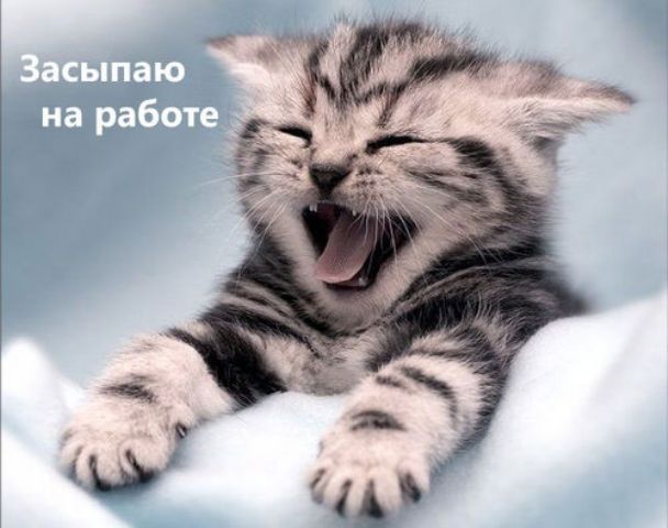 Подборка говорящих котов :)