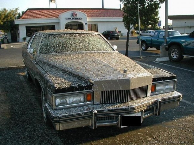 Подарки шоферам от пернатых друзей :)