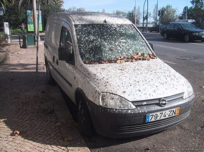 Подарки шоферам от пернатых друзей :)