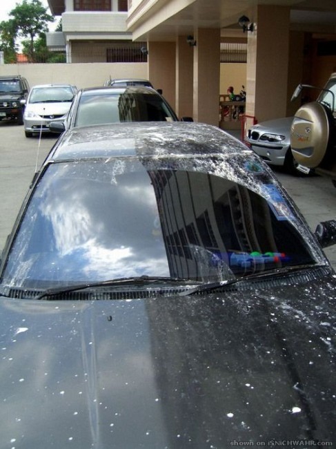 Подарки шоферам от пернатых друзей :)