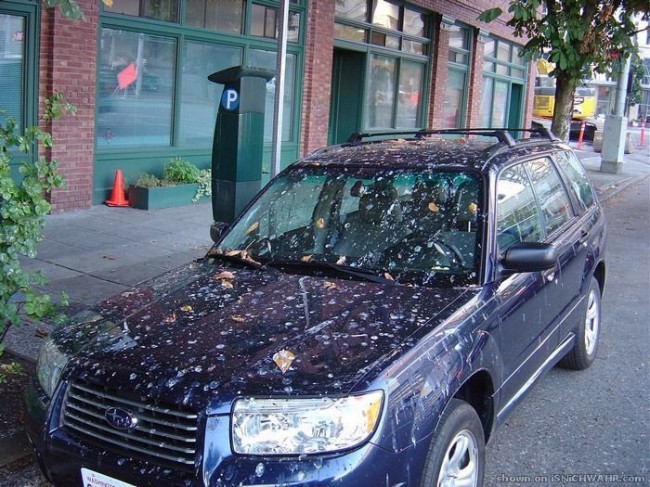 Подарки шоферам от пернатых друзей :)