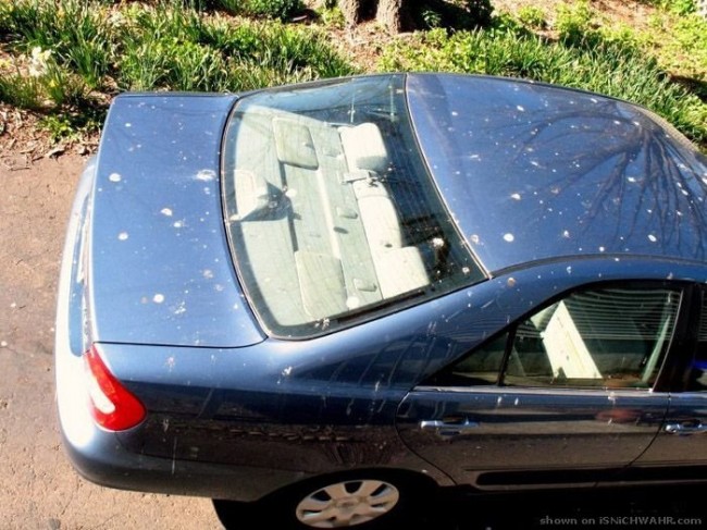 Подарки шоферам от пернатых друзей :)