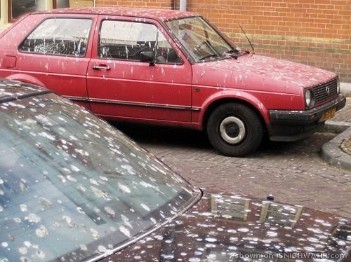 Подарки шоферам от пернатых друзей :)