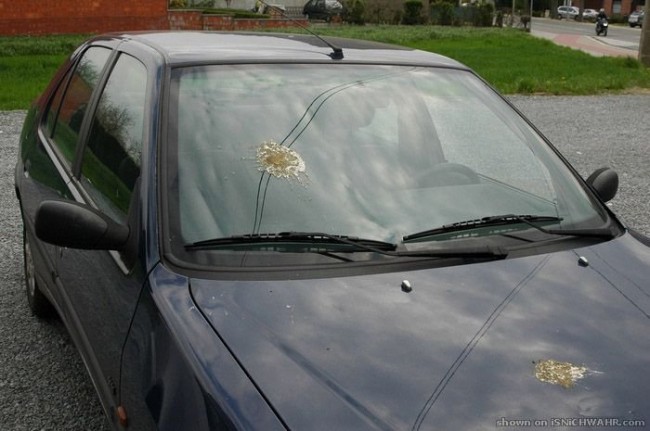 Подарки шоферам от пернатых друзей :)