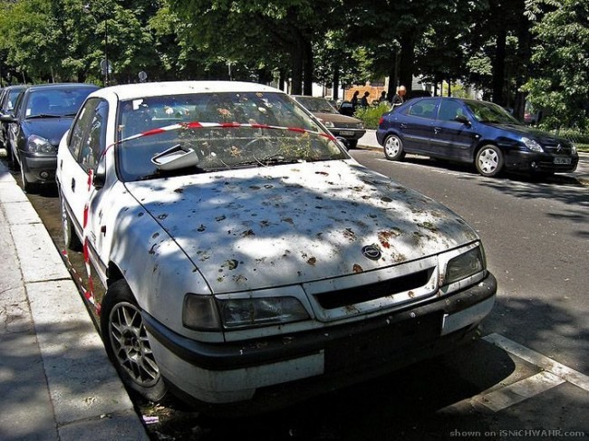 Подарки шоферам от пернатых друзей :)