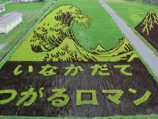 Выращивание риса в Японии