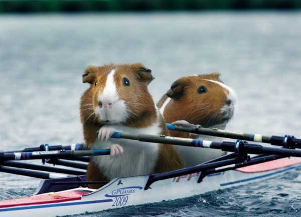 Морские свинки на олимпийских играх :)