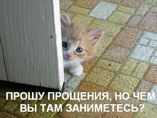 Подборка говорящих котов :)