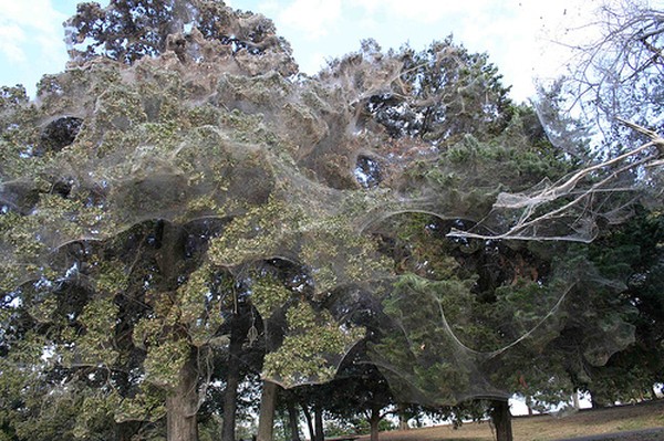 Огромная паутина на деревьях