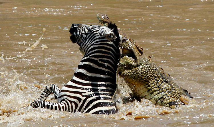 Битва зебры и крокодила