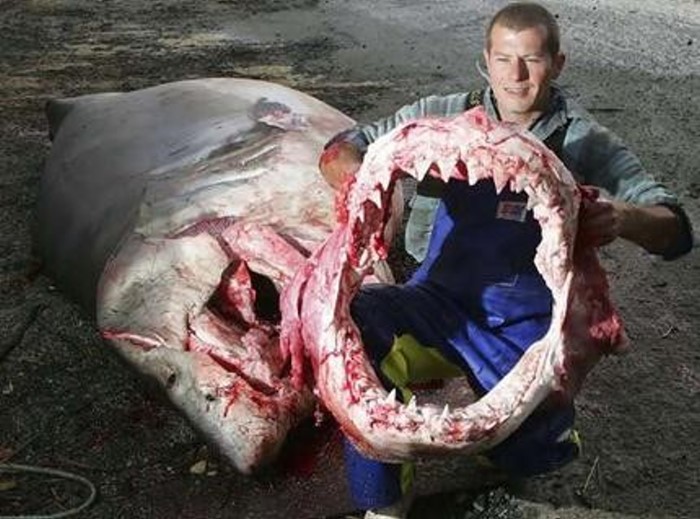 Что у большой белой акулы в животе. ЖЕСТЬ!