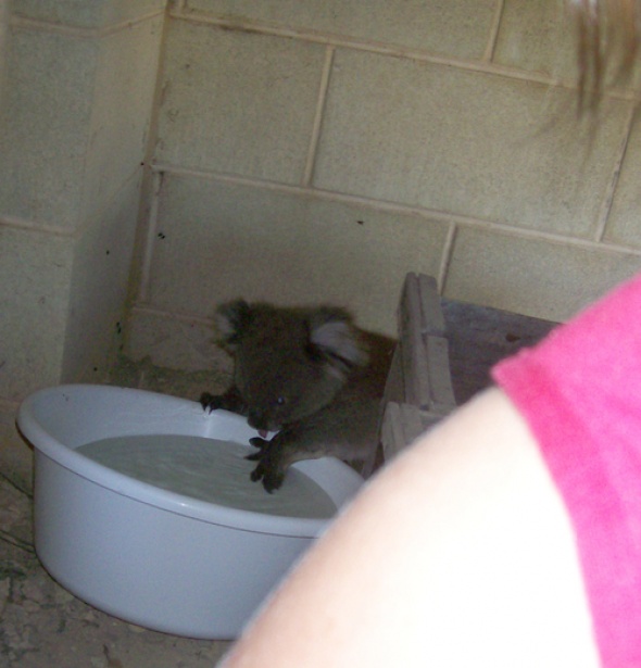 Как коала спасается от жары :)