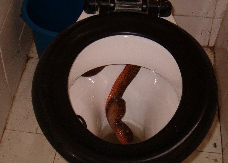 Сюрприз в туалете Индии