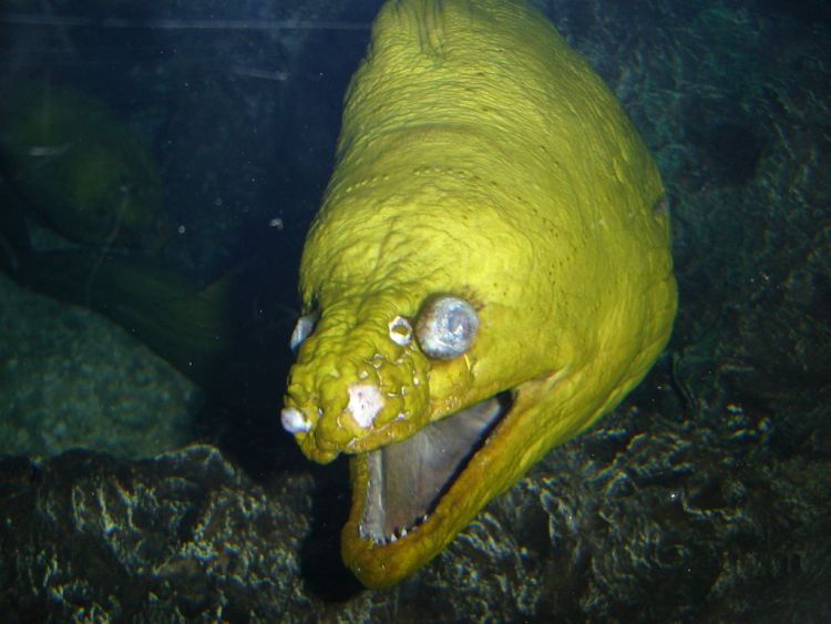 Подводные чудовища