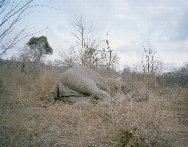 Что делают с умершими слонами в Зимбабве