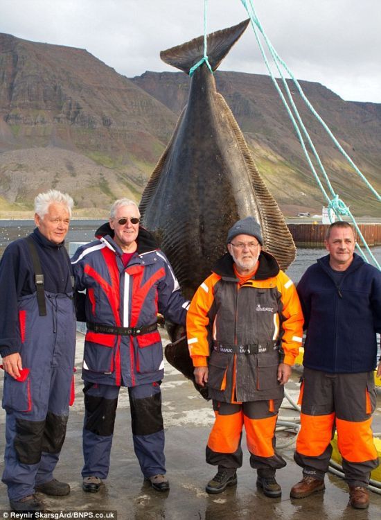 В Исландии рыбак поймал гигантского палтуса весом 220 кг