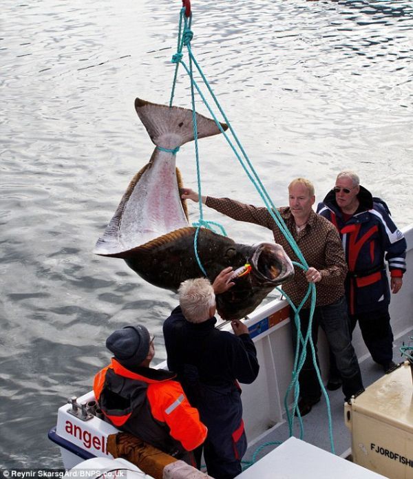 В Исландии рыбак поймал гигантского палтуса весом 220 кг