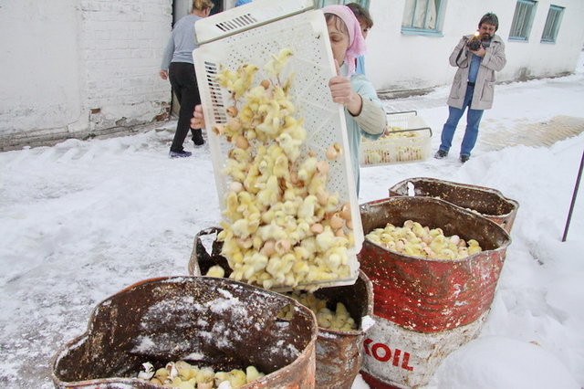 300 тысяч цыплят выбросили погибать на мороз