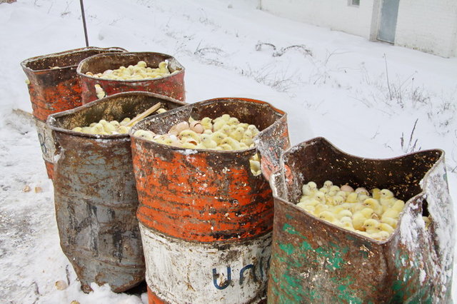 300 тысяч цыплят выбросили погибать на мороз
