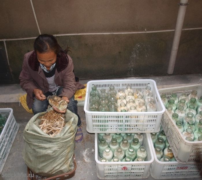 На фабрике грибов в Китае