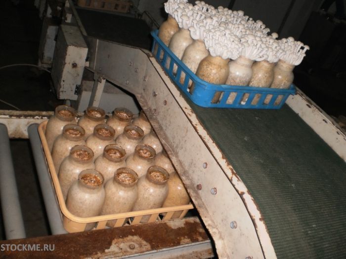 На фабрике грибов в Китае