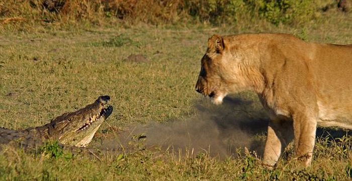 Один крокодил против трех львиц