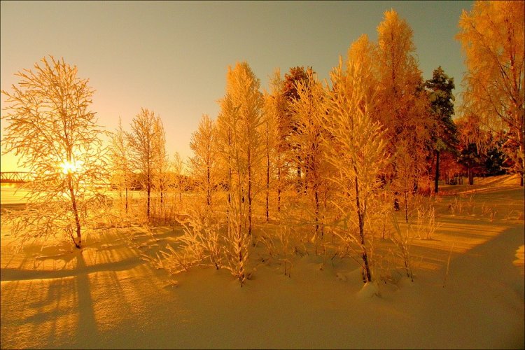 Зимний лес в Швеции