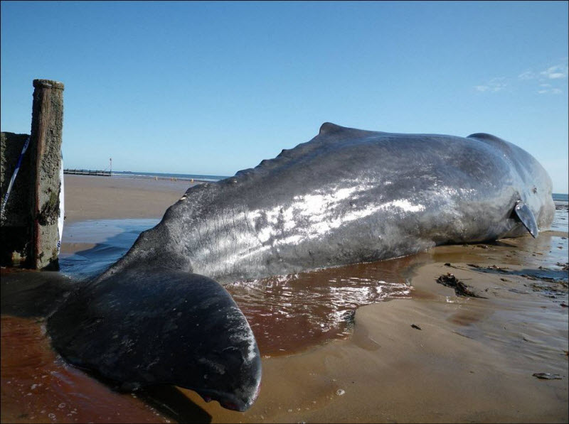 20-тонный кит на пляже в Кливленде