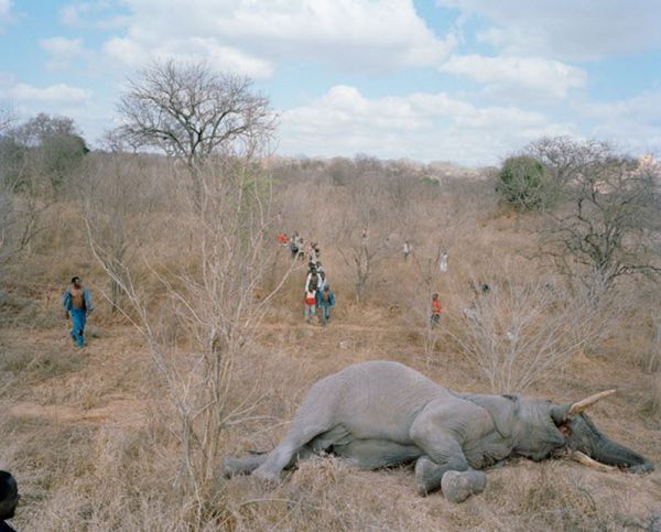 Про мертвого слона в Зимбабве