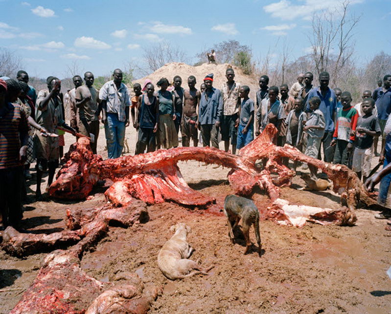Про мертвого слона в Зимбабве