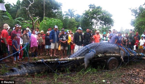 Пойман самый большой крокодил