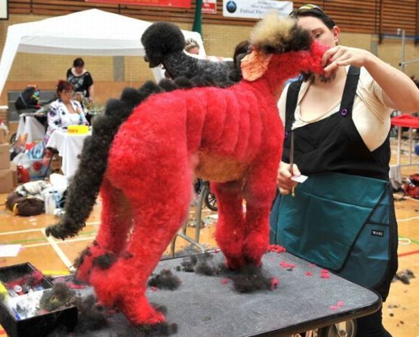 Необычная выставка собак