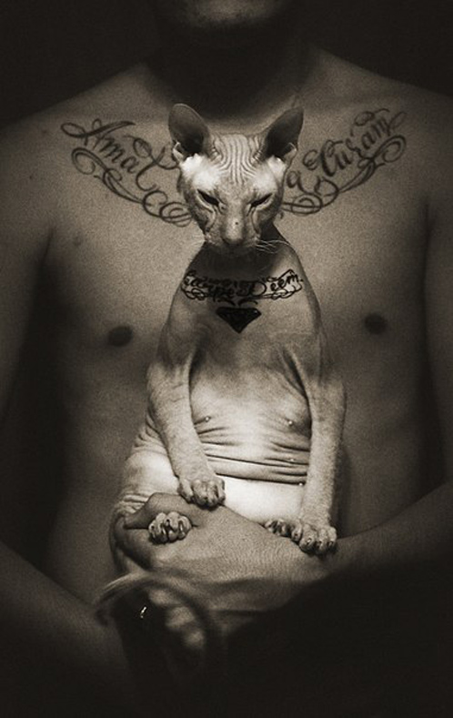 Татуировка для кота
