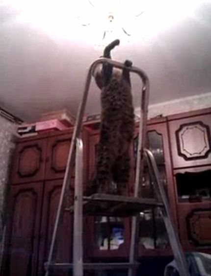 ��� - ��������