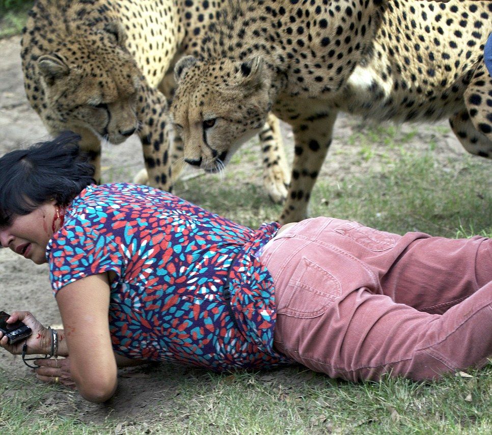 Мужик заснял нападение гепардов на свою жену