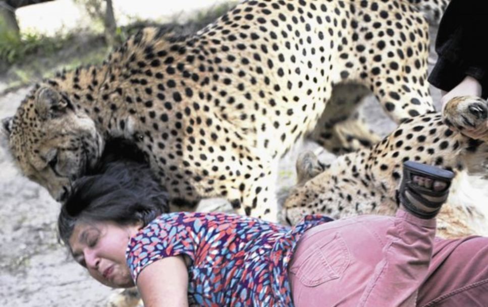 Мужик заснял нападение гепардов на свою жену