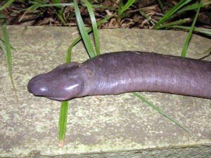 Неизвестная науке змея похожая на пенис