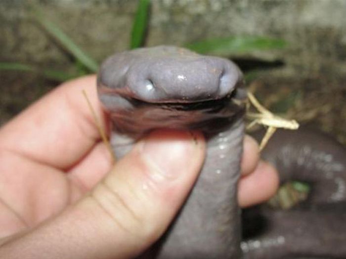 Неизвестная науке змея похожая на пенис