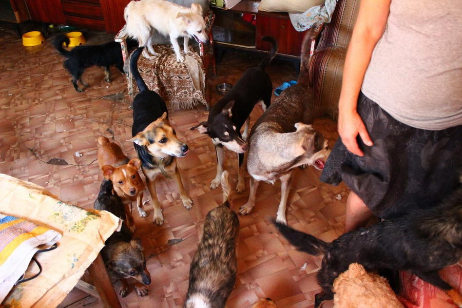 Приют сотни кошек и собак в частном доме