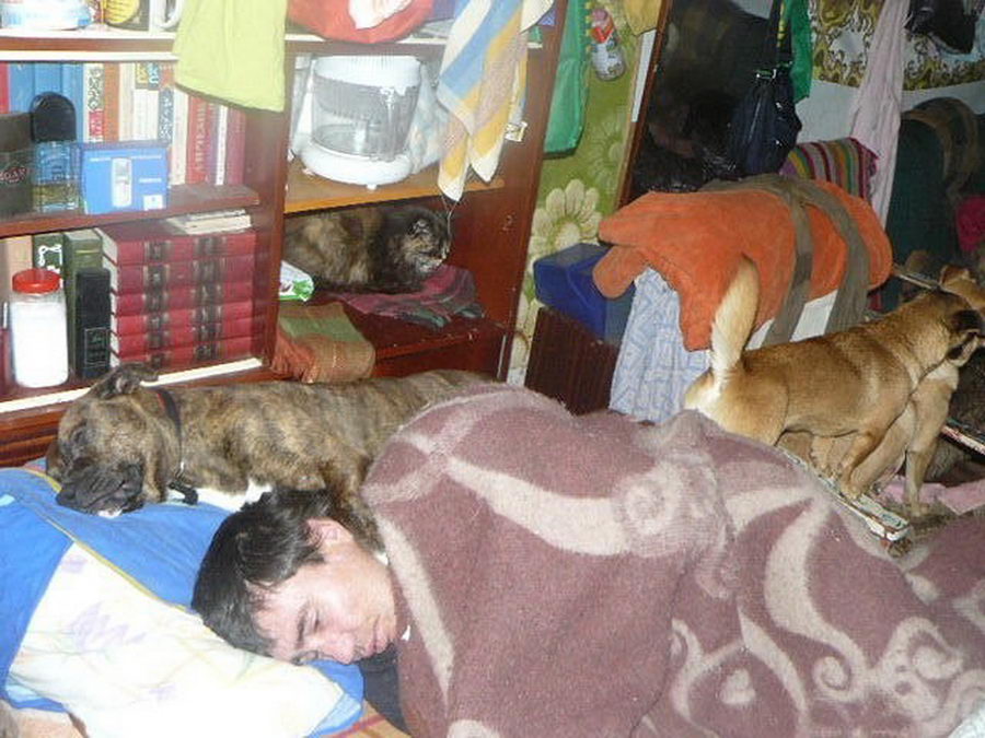 Приют сотни кошек и собак в частном доме
