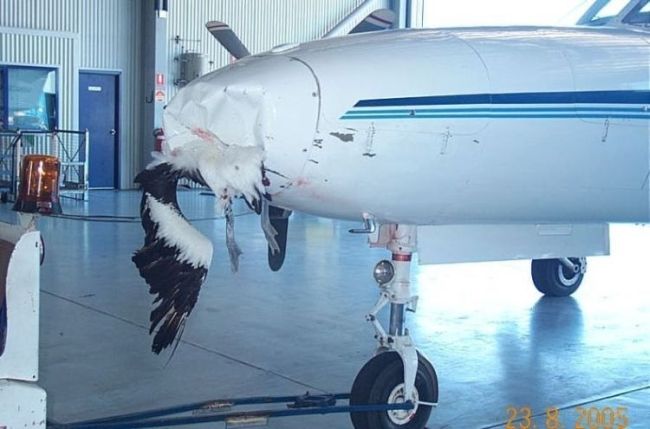 Самолеты не всегда могут поделить с птицами воздушное пространство