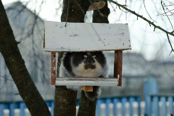 Размещенное изображение