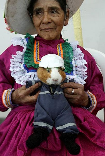 Перуанский фестиваль морских свинок