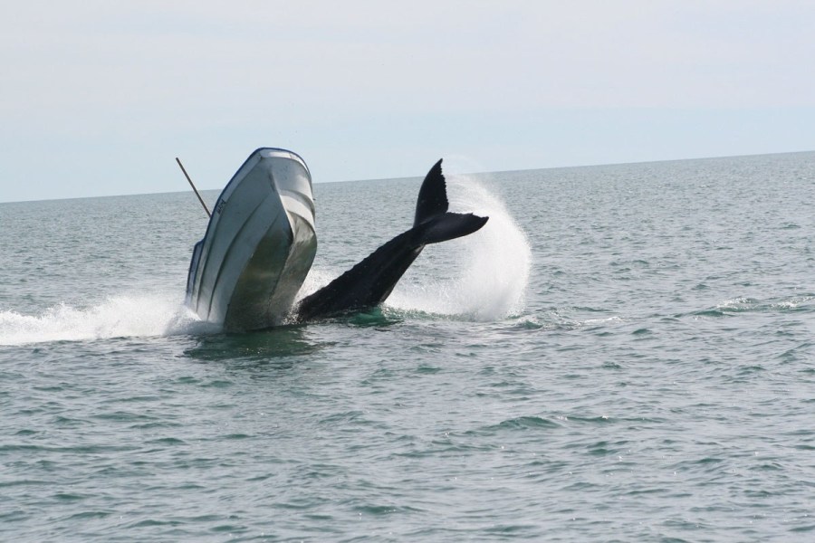 Опасные игры горбатого кита