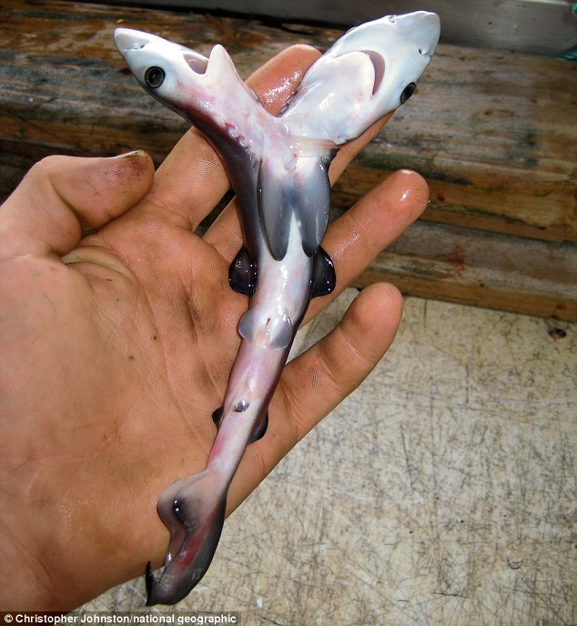 Двухголовая акула