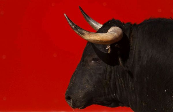 Забег быков в Памплоне снова закончился кровью