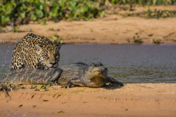 Ягуар выбросил обнаглевшего крокодила в реку