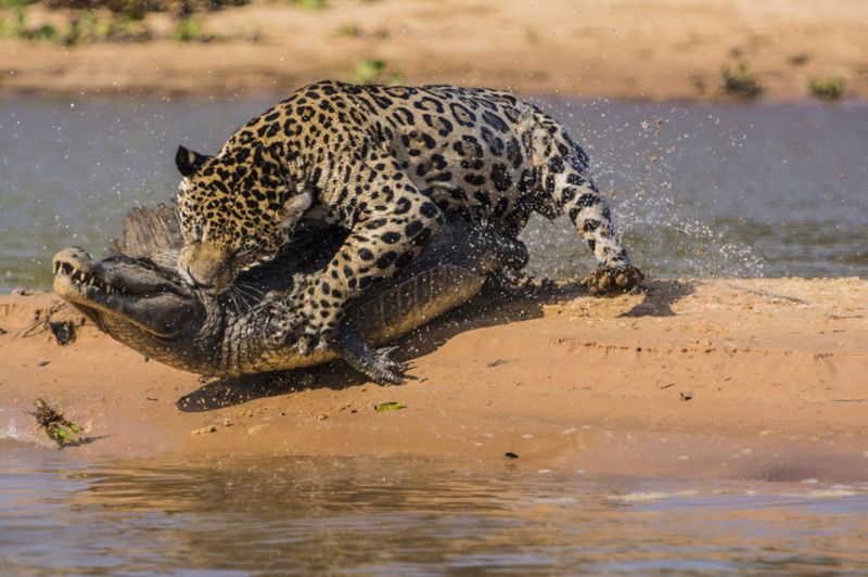 Ягуар выбросил обнаглевшего крокодила в реку